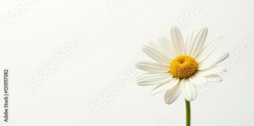 Wallpaper Mural Fresh daisy flower isolated on white background, elegance, background, fresh flowers Torontodigital.ca