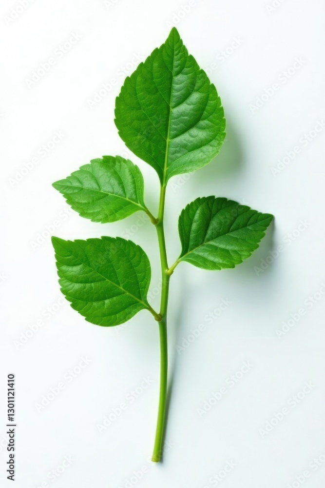 Fototapeta premium Single ivy leaf with stem on white background, single, nature
