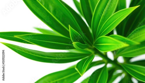 Wallpaper Mural Single vibrant green plant, isolated on pure white background, growth, petal Torontodigital.ca