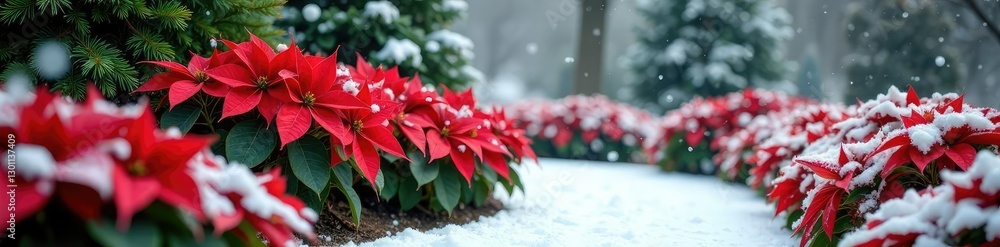 Poinsettias and evergreen shrubs in a winter garden bed, snowflakes, winterlandscape, poinsettias Poinsettias and evergreen shrubs in a winter garden bed, snowflakes, winterlandscape, poinsettias