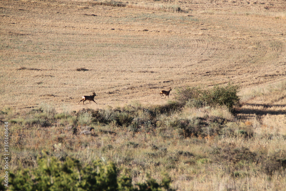Naklejka premium corzo