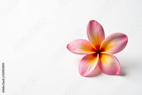 Single frangipani bloom against a plain white surface, isolated, blooming flowers