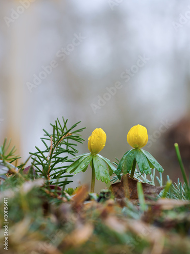 Die gelben Frühblüher im Garten, Winterling (Eranthis hyemalis)