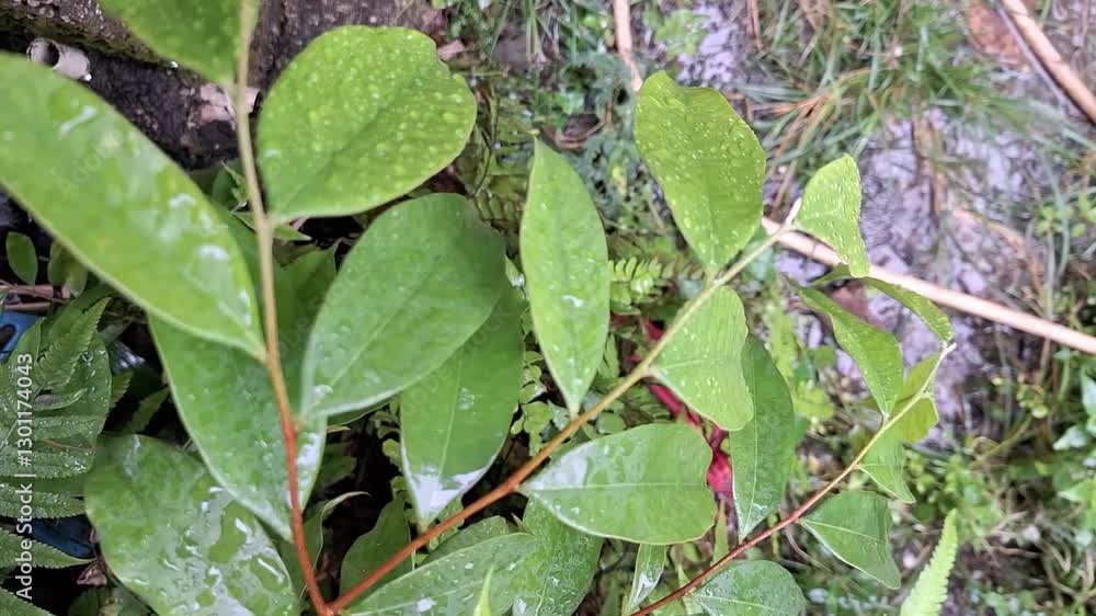 A young Annona muricata (soursop) leaf covered in raindrops, captured from a top angle, showcasing fresh and natural beauty in a tropical setting A young Annona muricata (soursop) leaf covered in raindrops, captured from a top angle, showcasing fresh and natural beauty in a tropical setting