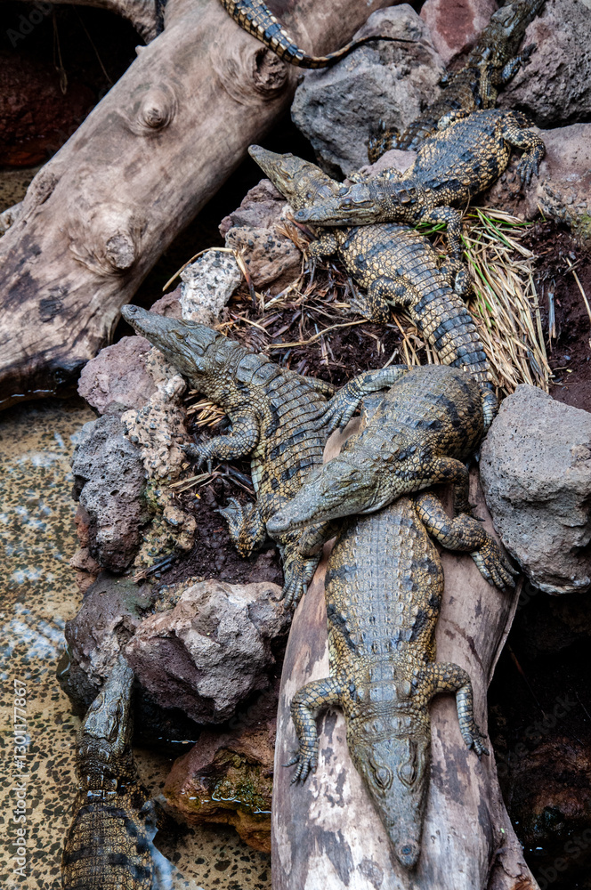 Crocodiles Sunbathing on the Shore, Piled Together Crocodiles Sunbathing on the Shore, Piled Together