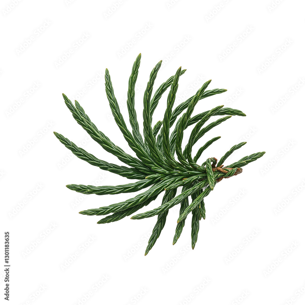 Detailed close up of a single pine needle cluster showcasing its rich green color and delicate spiral pattern Detailed close up of a single pine needle cluster showcasing its rich green color and delicate spiral pattern