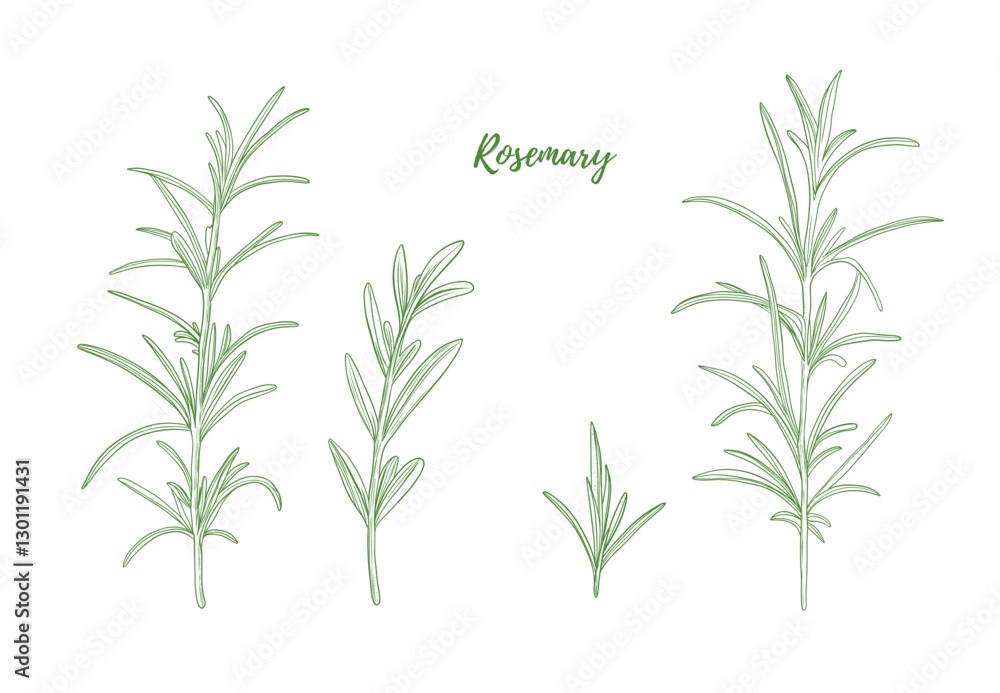 Set of vector rosemary branch with leaves line art illustration, graphic line herb greenery combination. Rosemary spice for fish. Engraving Great for any designs, textile, menu, packaging Set of vector rosemary branch with leaves line art illustration, graphic line herb greenery combination. Rosemary spice for fish. Engraving Great for any designs, textile, menu, packaging