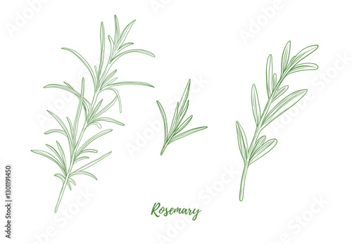 Set of vector rosemary branch with leaves line art illustration, graphic line herb greenery combination. Rosemary spice for fish. Engraving Great for any designs, textile, menu, packaging