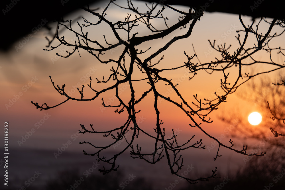 Fototapeta premium Silhouetted photograph of oak branches and buds in the winter with a misty sunrise background