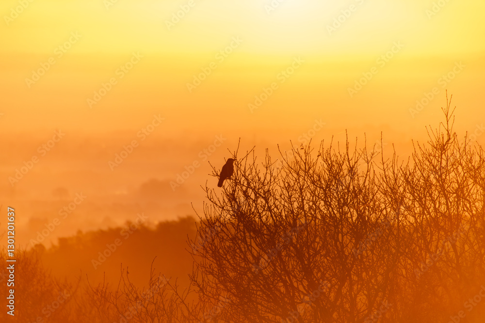 A photograph of a silhouetted crow in the branches of an oak tree with a golden sunrise on a misty winter morning A photograph of a silhouetted crow in the branches of an oak tree with a golden sunrise on a misty winter morning