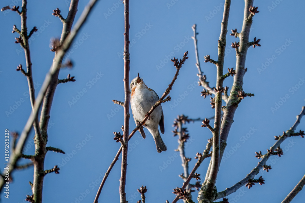 Robin red breast Erithacus rubecula with unusual markings and a white breast perched in a tree singing with blue sky in the background Robin red breast Erithacus rubecula with unusual markings and a white breast perched in a tree singing with blue sky in the background