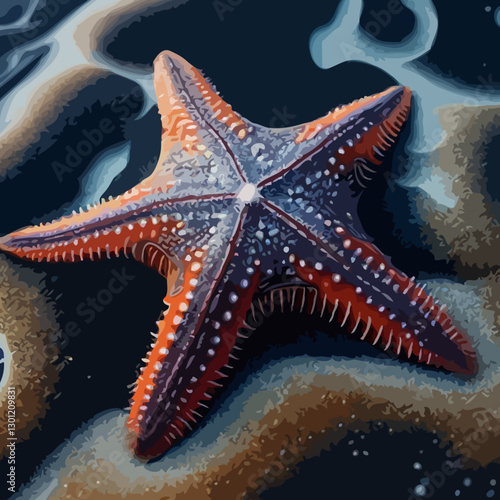 Starfish vector illustration
