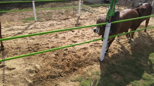 Cow Standing with Farmer on a Cattle Farm Aerial Drone Footage – Domestic Animal for Qurbani Ka Janwar Eid ul Adha in Barn, Biggest Palai Bachri, Bull Livestock in Karachi, Pakistan, Asia



 photo