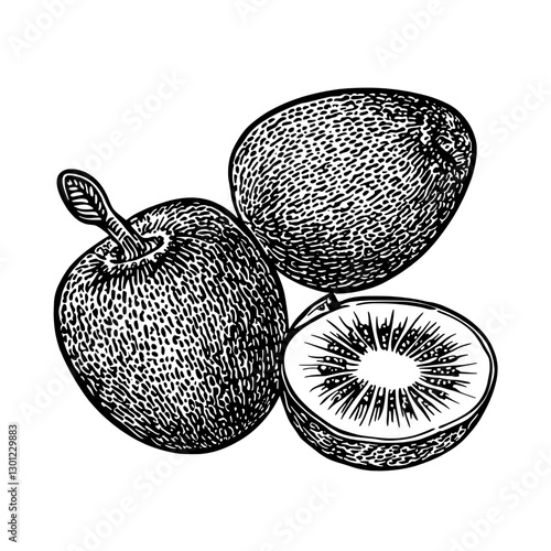 Vector engraved illustration showcasing a whole kiwi fruit and a sliced kiwi revealing its textured interior