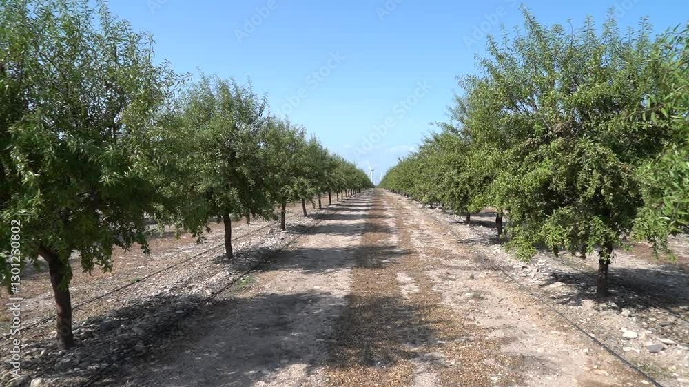 Almond Orchard in the Arid Lands of Southern Aragon - 476
Almond Orchard in the Arid Lands of Southern Aragon - 476