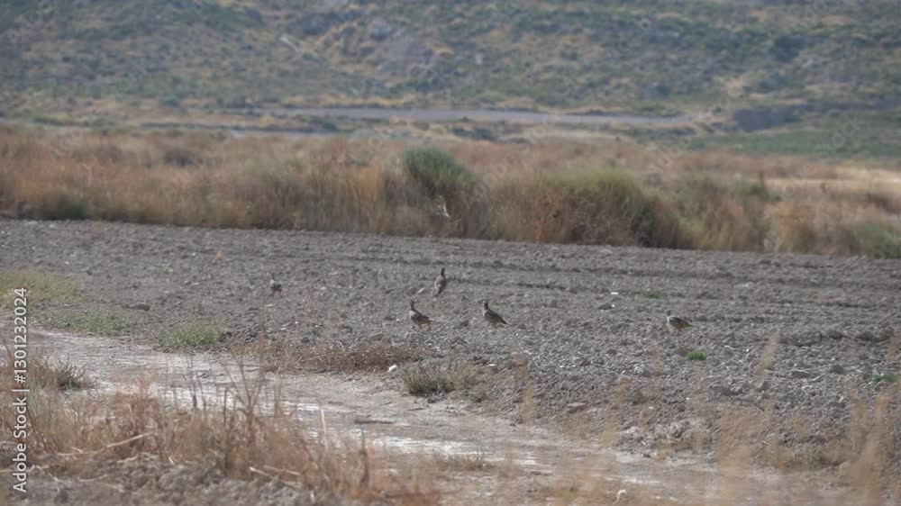 Flock of Red-Legged Partridges Running Across the Arid Lands of Southern Aragon - 480
Flock of Red-Legged Partridges Running Across the Arid Lands of Southern Aragon - 480