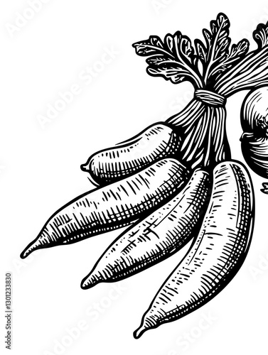 Vector engraved illustration featuring fresh radishes with green tops designed for product applications