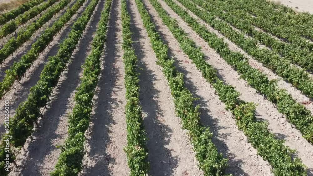 Aerial Drone Shot with Forward Dive at Mid-Altitude Over a Vineyard on Flat Land - 488
Aerial Drone Shot with Forward Dive at Mid-Altitude Over a Vineyard on Flat Land - 488