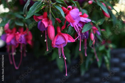 Cuadro en lienzo bright pink purple fuchsia flowers close-up