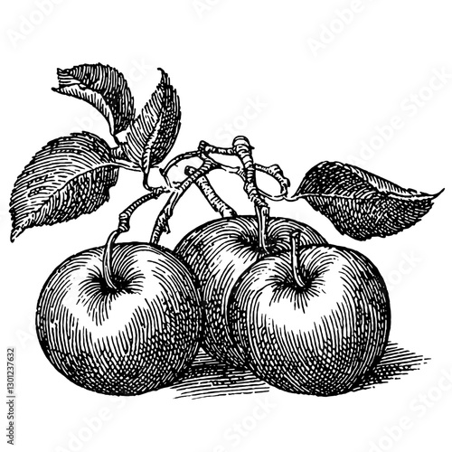 Vector engraved illustration featuring three apples with leaves, suitable for product design