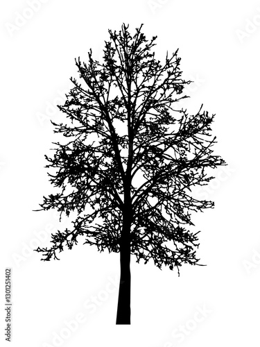 Silhouette of a tree without leaves