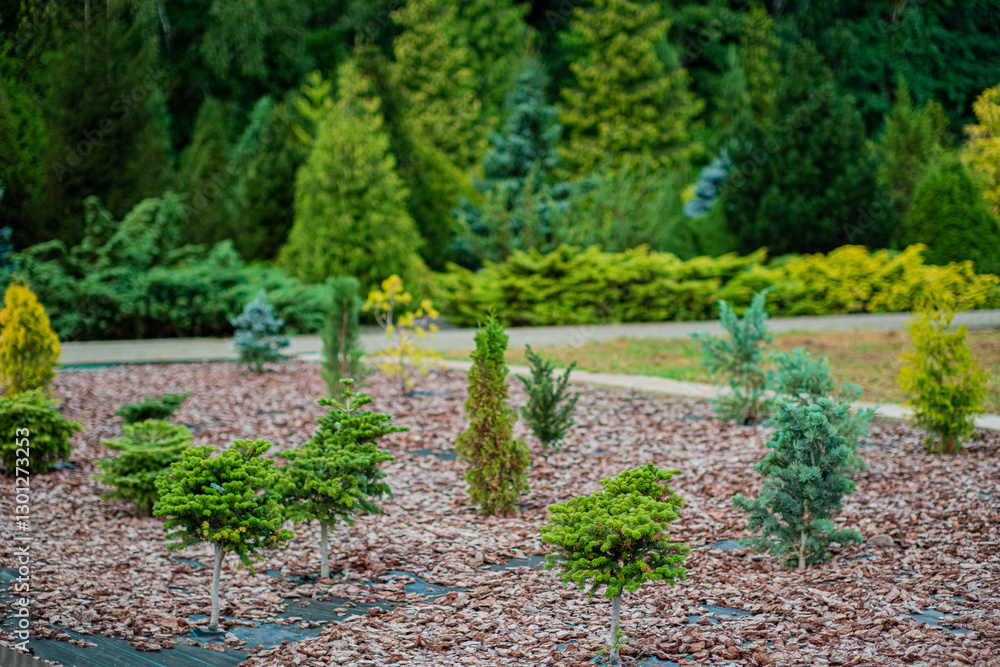 Decorative coniferous trees on the background of deciduous bushes in the garden Decorative coniferous trees on the background of deciduous bushes in the garden