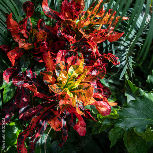 Tropical Garden
