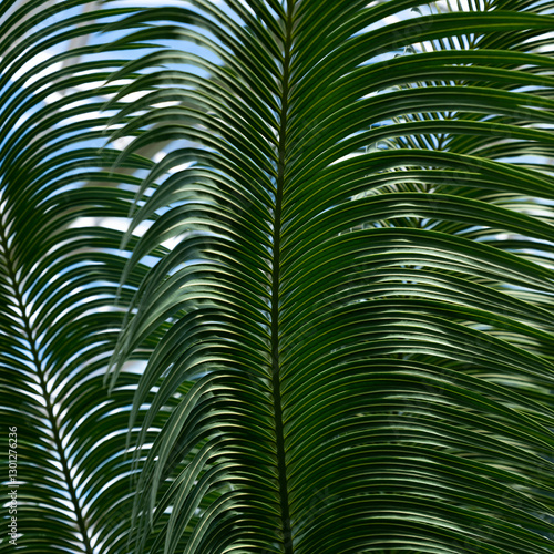 Tropical Garden