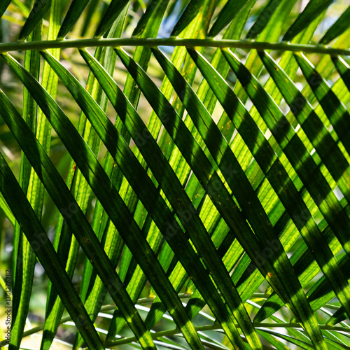 Tropical Garden