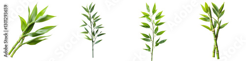 Set of a green bamboo stalk with vibrant leaves isolated on transparent background  (2)
