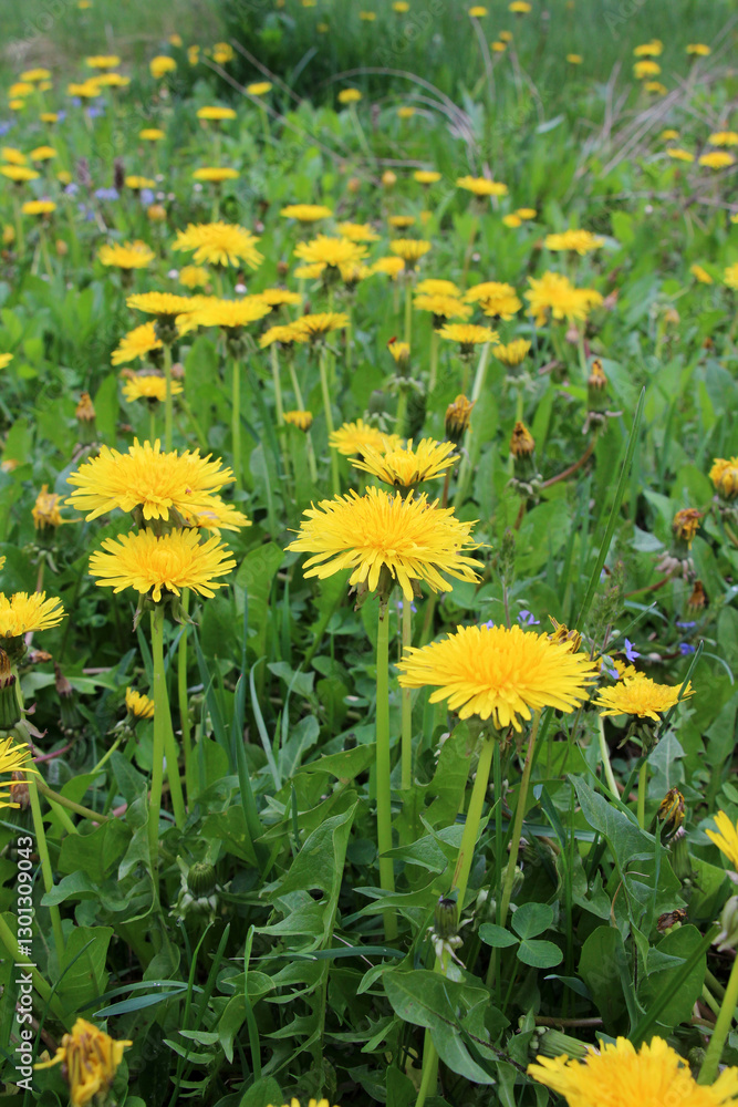 Dandelion (Taraxacum officinale) grows in nature in spring Dandelion (Taraxacum officinale) grows in nature in spring