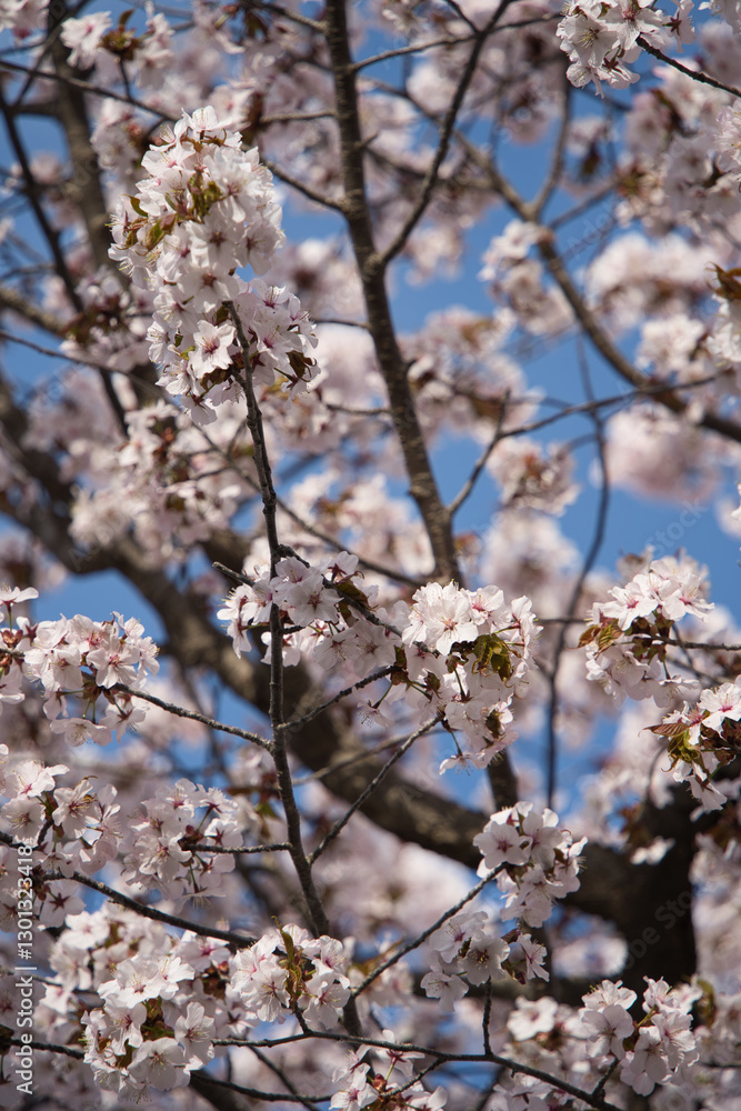 春のきれいな満開の桜 春のきれいな満開の桜