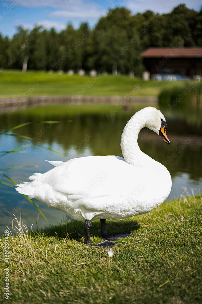 White swan standing on the grass near a lake White swan standing on the grass near a lake