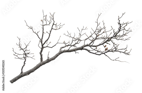 Dry branch with intricate twigs and minimal leaves suitable for decorative purposes or nature-themed design, cut out