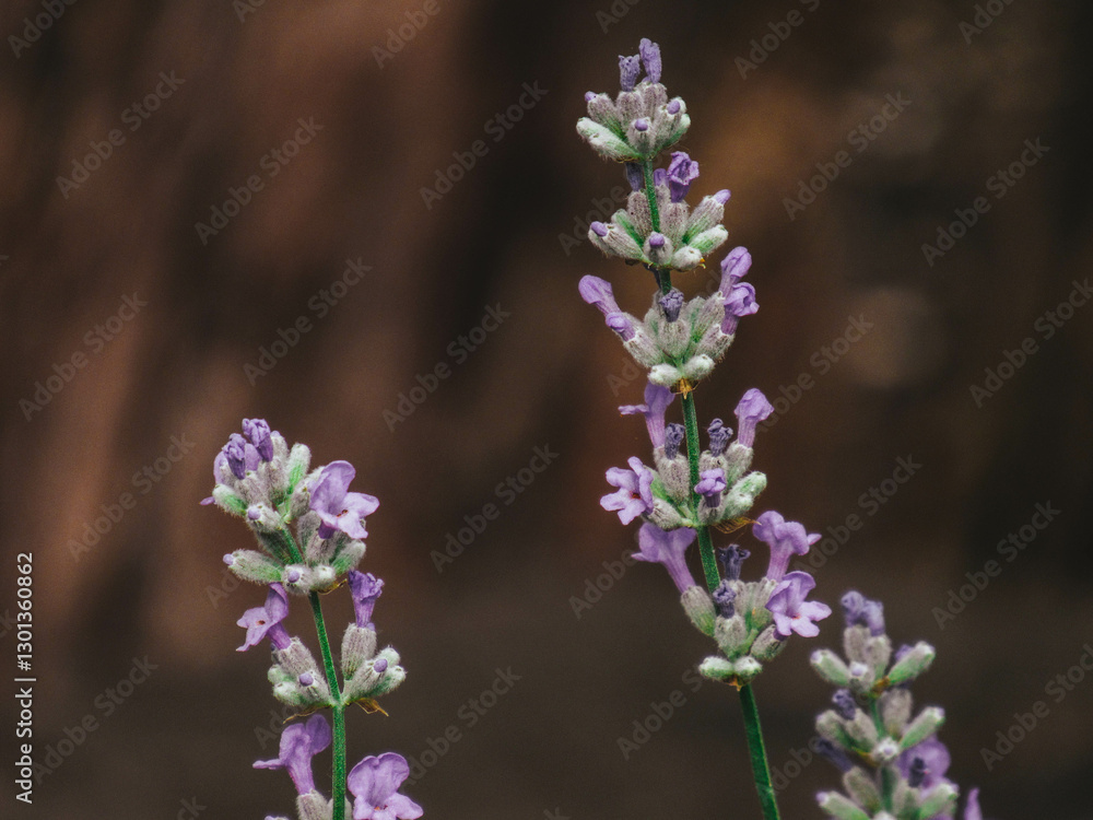 Obraz premium purple lilac flowers
