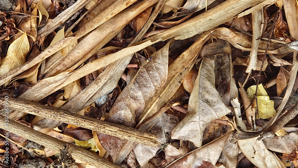 dried leaves background image 16:9 aspect ratio dried leaves background image 16:9 aspect ratio
