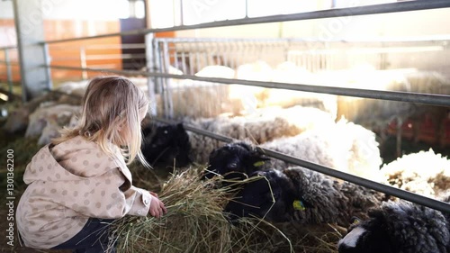 A young girl is feeding sheep in a barn, surrounded by the smell of hay and the sound of working animals, creating a picturesque scene in the agricultural landscape