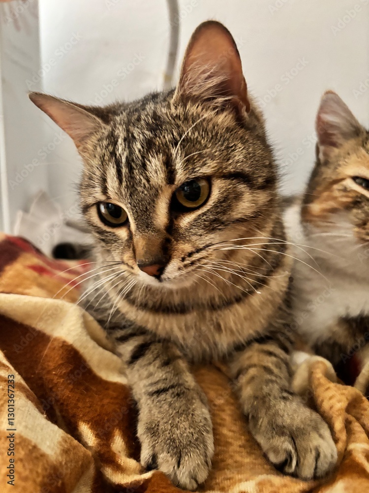 Fototapeta premium portrait of a cat