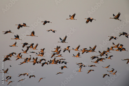 Common Crane in its full beauty and elegance

