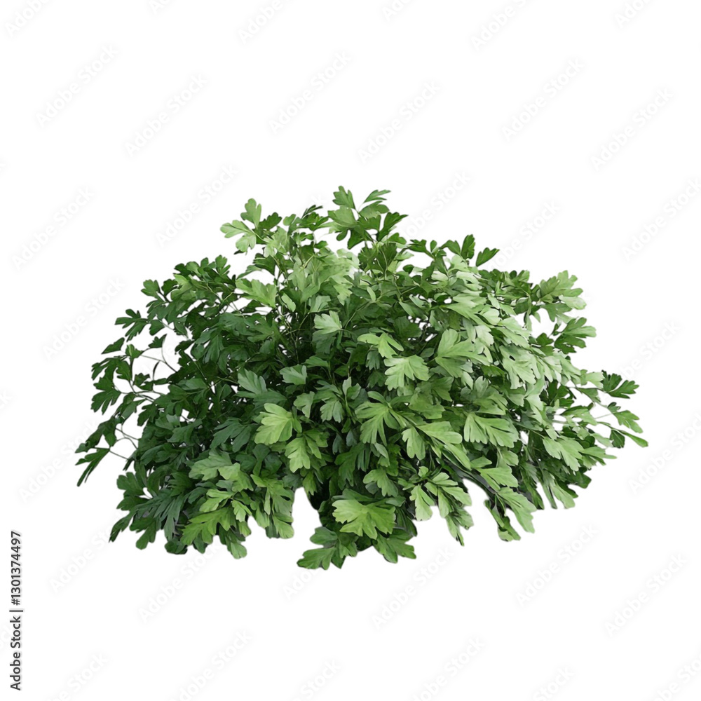 Fototapeta premium Lush Green Parsley Bush Vibrant and Fresh