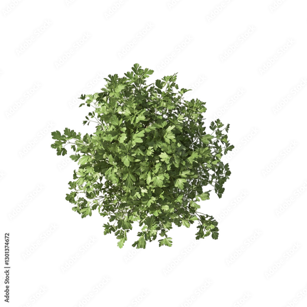 Lush Green Parsley Plant Aerial View Vibrant Nature Lush Green Parsley Plant Aerial View Vibrant Nature