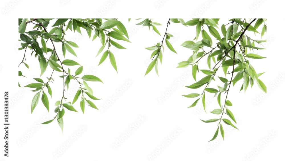 Fresh green leaves creating a vibrant natural frame for various design purposes or decor projects, cut out Fresh green leaves creating a vibrant natural frame for various design purposes or decor projects, cut out