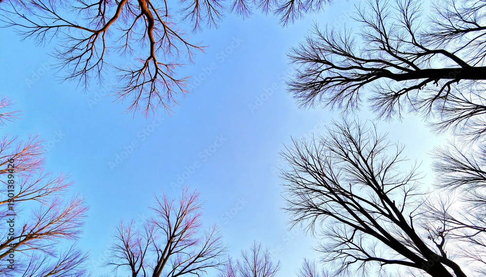 Obraz premium Bare winter branches silhouetted against blue sky, seasonal transition