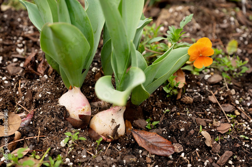 Sprouting tulip bulbs with green leaves in rich garden soil