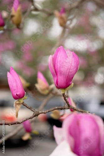 Close-up of a blooming pink magnolia flower with soft-focus buds