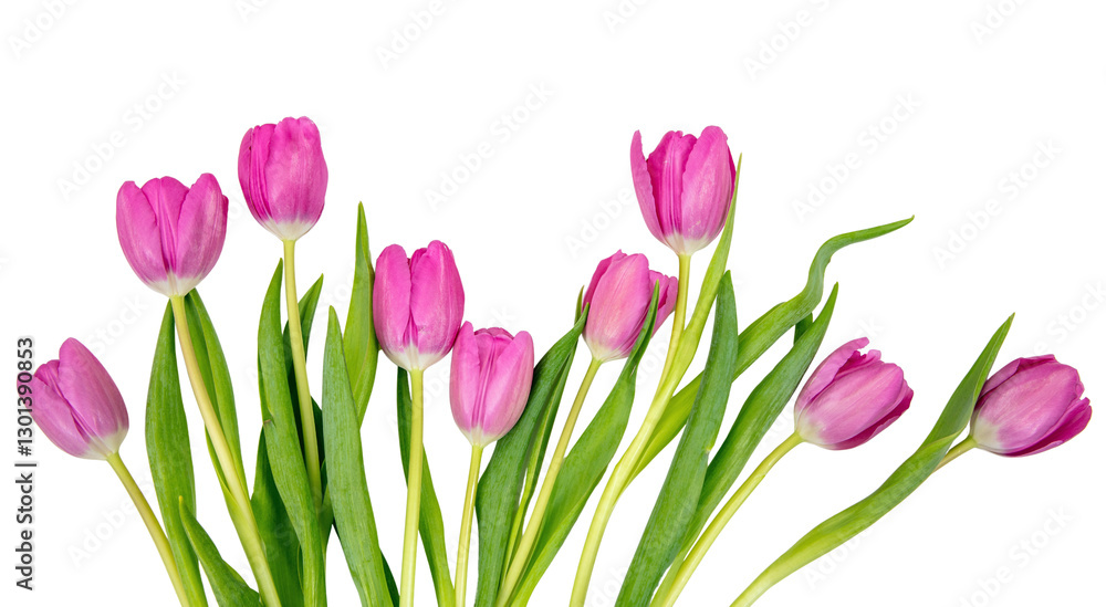 Obraz premium Tulip flower isolated on white, transparent. Pink color fresh flowers. Mother day gift. Spring, women day 