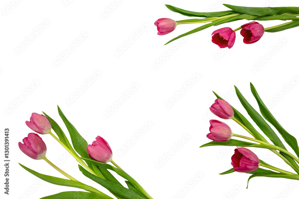Tulip flower frame isolated on white, transparent. Pink color fresh flowers flat lay. Mother day card template.