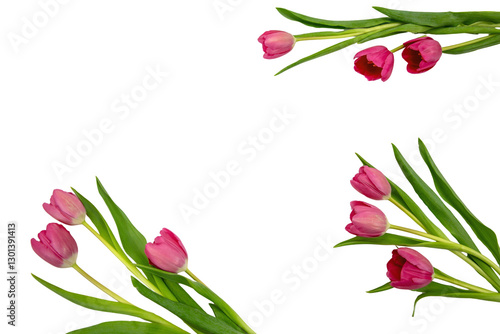 Obraz na płótnie Tulip flower frame isolated on white, transparent. Pink color fresh flowers flat lay. Mother day card template. w salonie
