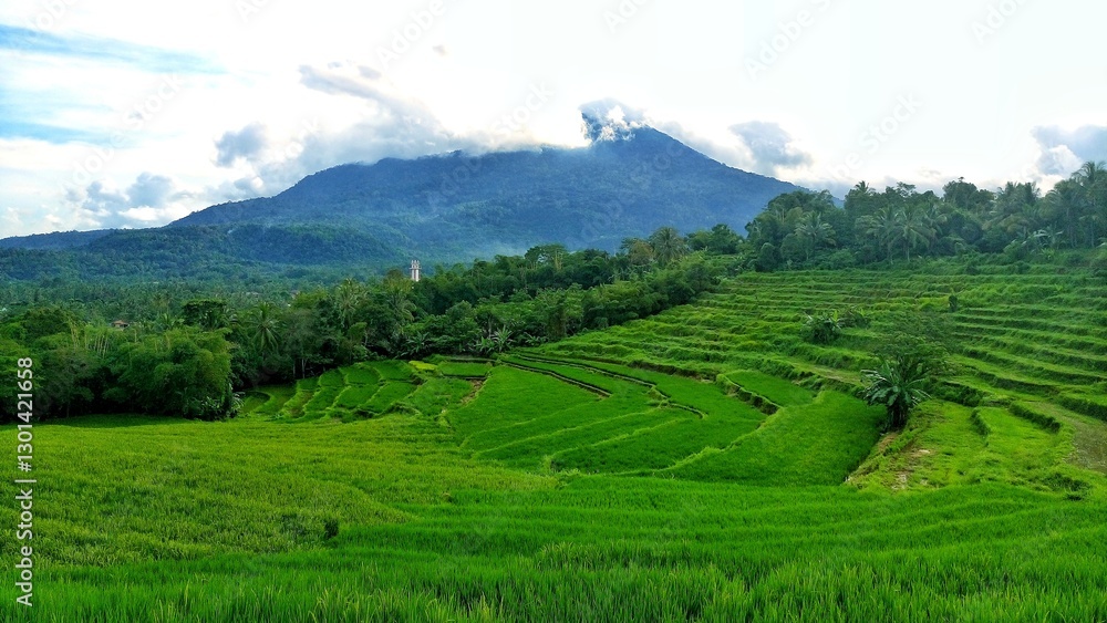 Obraz premium rice terraces