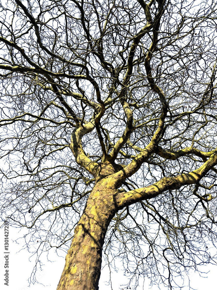 Silhouette of a natural beech tree on a white background. Beech tree on a white background Silhouette of a natural beech tree on a white background. Beech tree on a white background